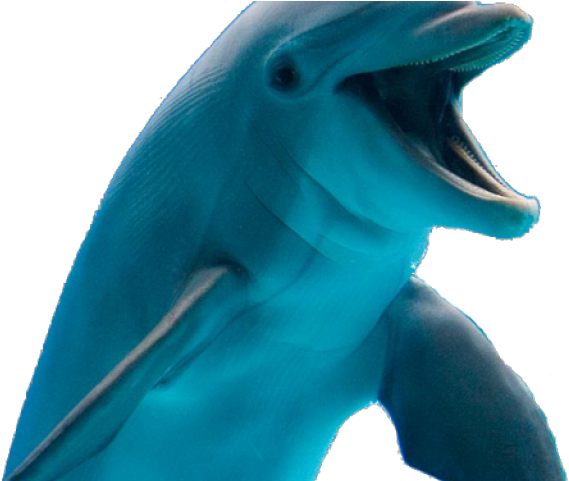 Common Bottlenose Dolphin Clipart (640x480), Png Download