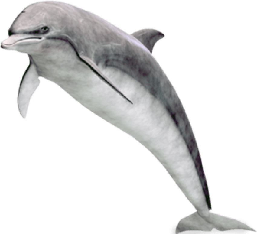Free Png Download Dolphin Png Images Background Png - Dolphins Png Transparent Clipart (850x774), Png Download