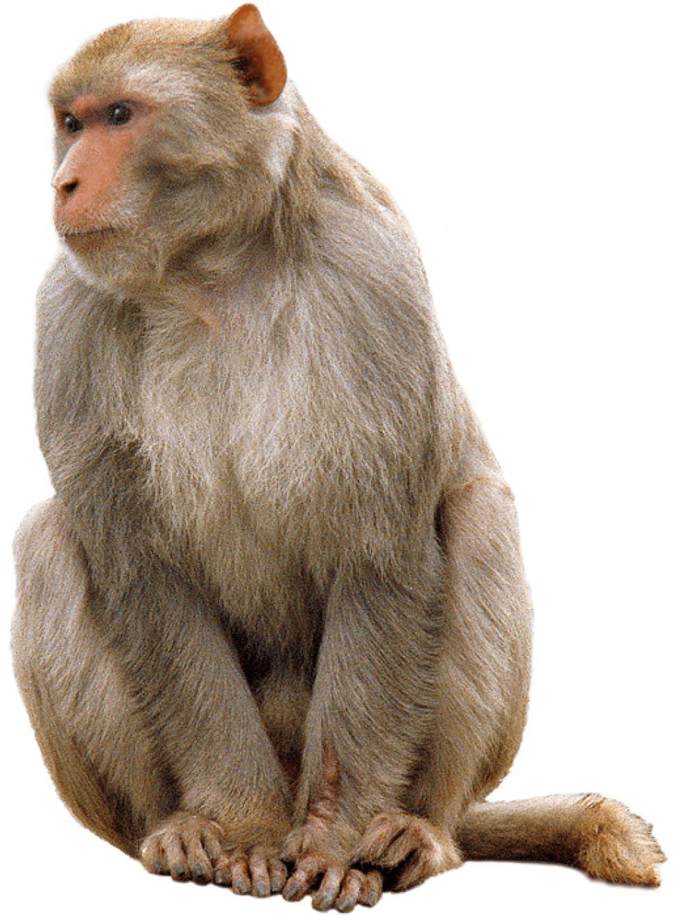 Animals - Monkeys - Monkey Png Clipart (980x1350), Png Download