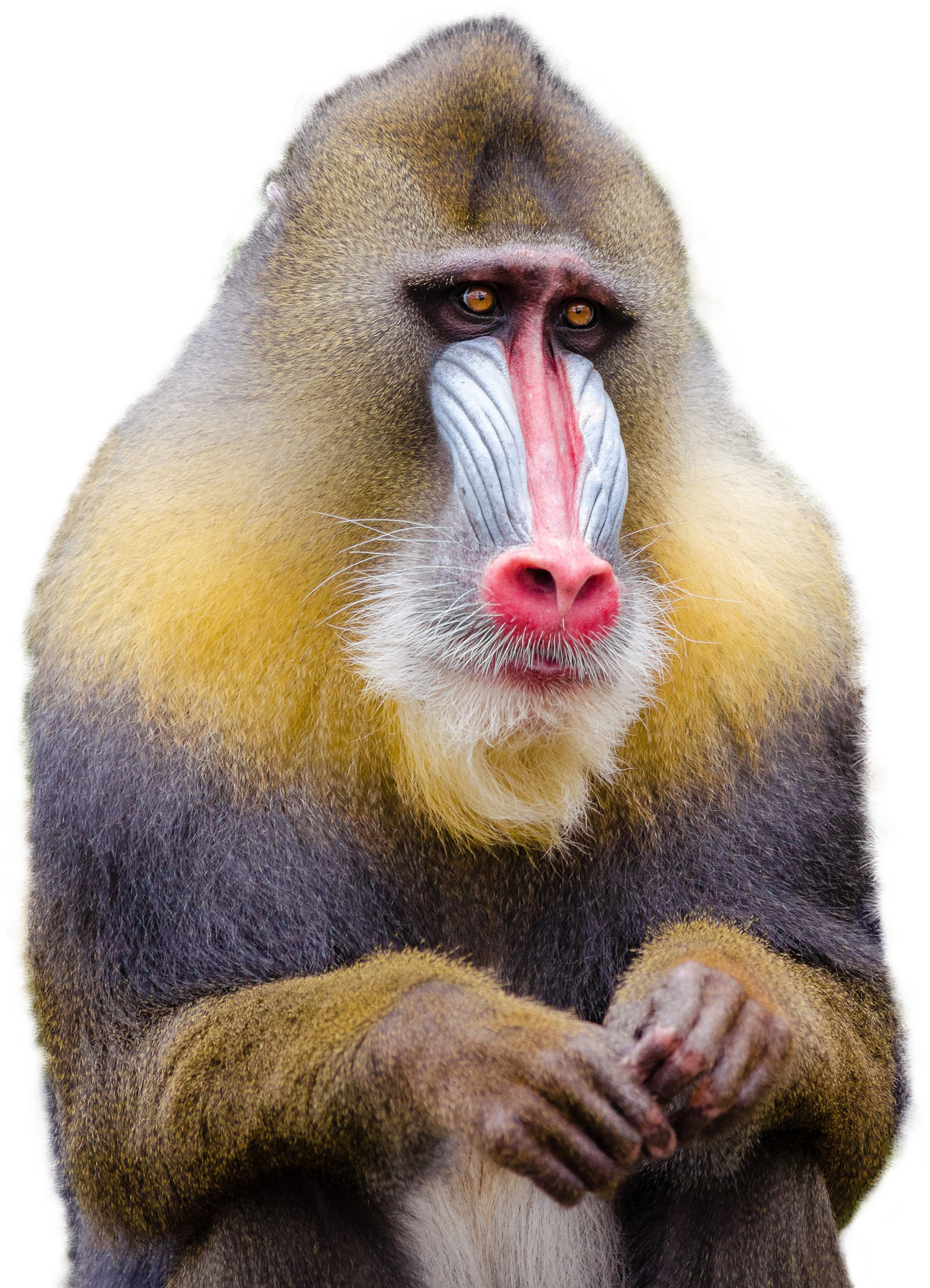 Download Mandrill Monkey Png Transparent Image - Monkey Png Clipart (500x639), Png Download