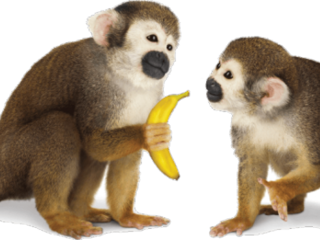 Squirrel Monkey Clipart (640x480), Png Download