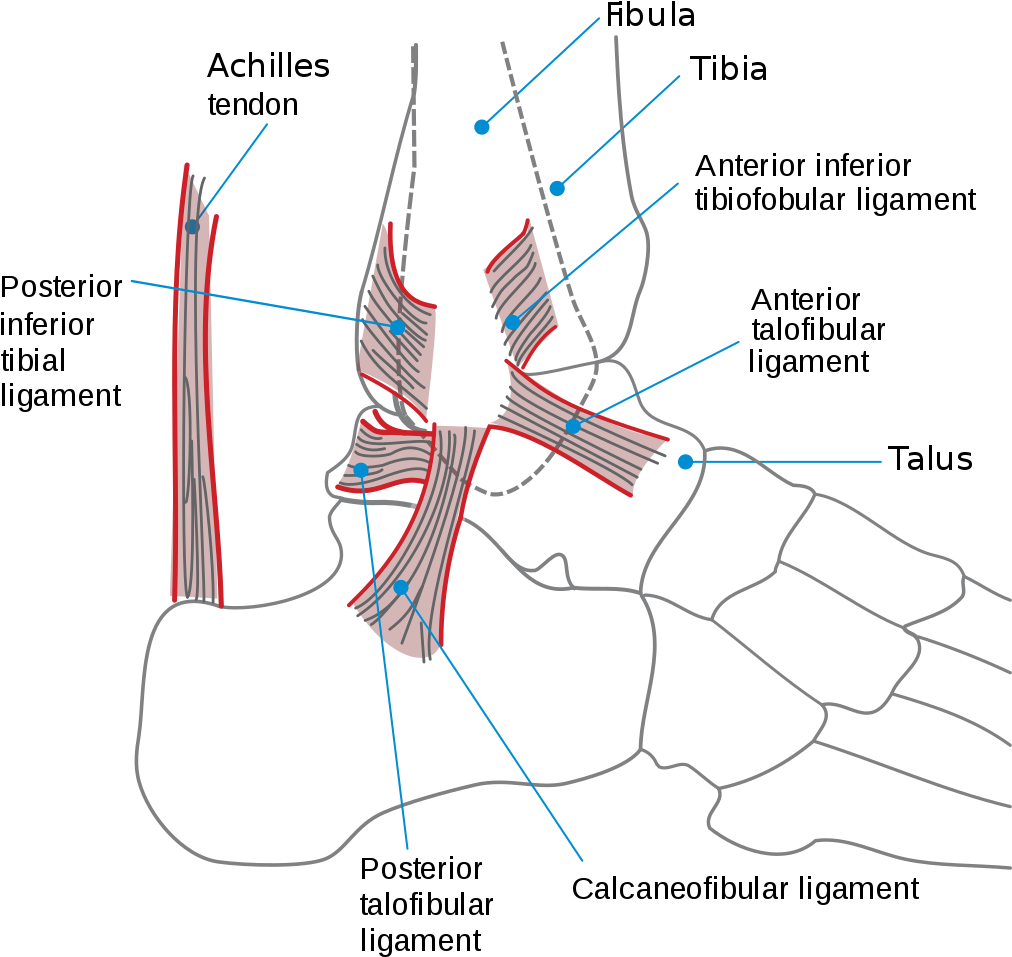 Although The Ankle Is Frequently Referred To As One - Ligaments Of Ankle Joint Clipart (1024x982), Png Download