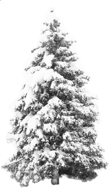 Http - //png - Imageextra - Com/snow Storm Pinetree - Winter Snow Tree Png Clipart (479x810), Png Download