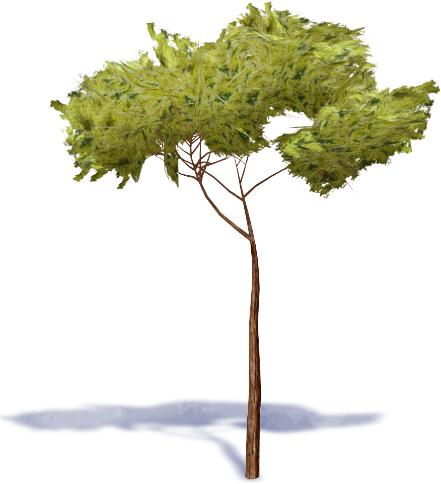 Stone Pine Tree - Pino Piñonero Png Clipart (1000x1000), Png Download