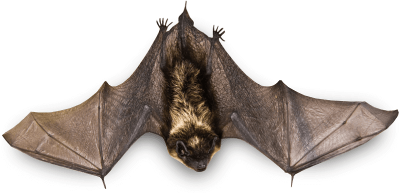 Download Bat Png Images Background - Bat Animal Png Clipart (850x431), Png Download