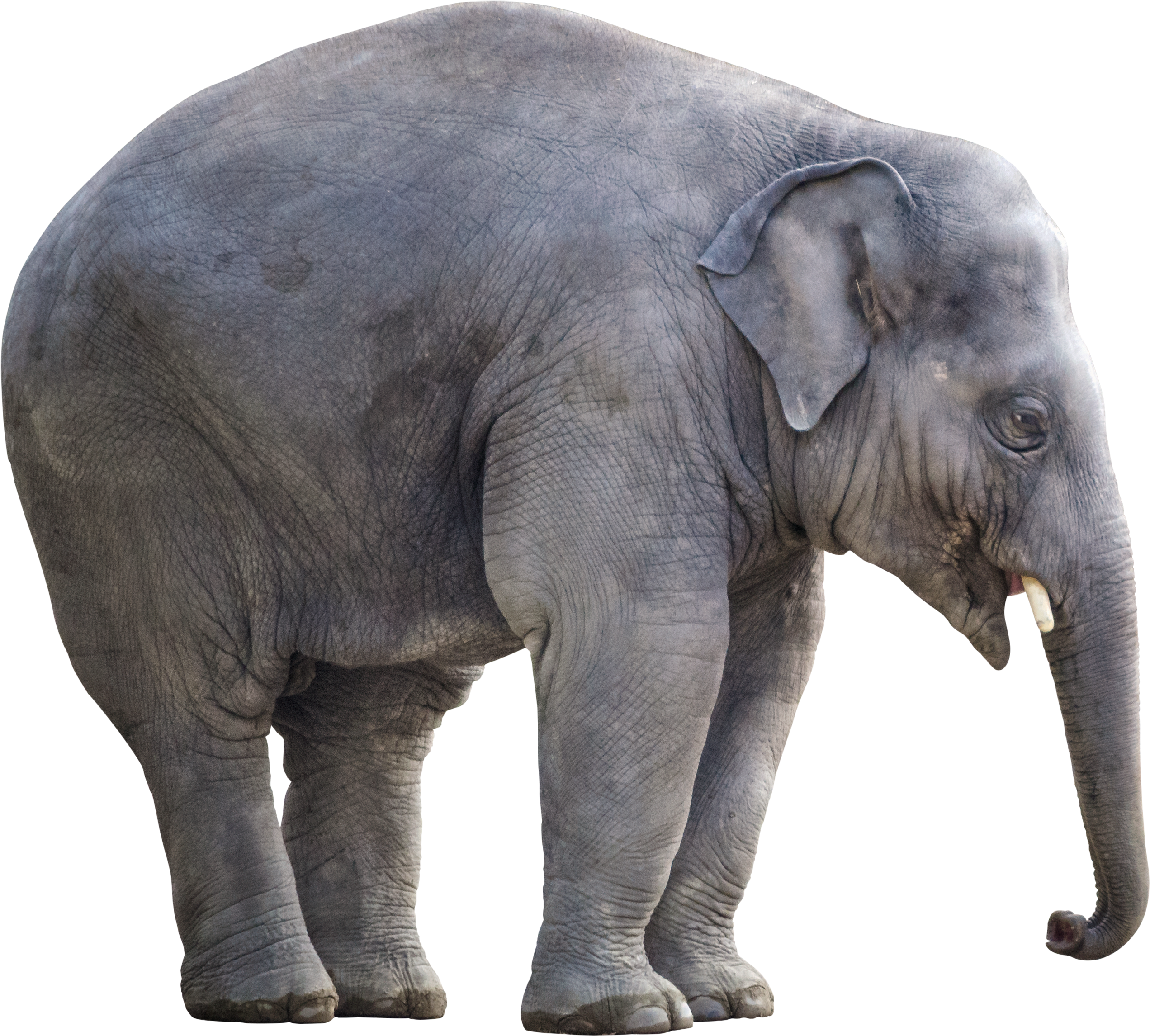 Big Elephant - Big Elephant Png Clipart (3500x2629), Png Download
