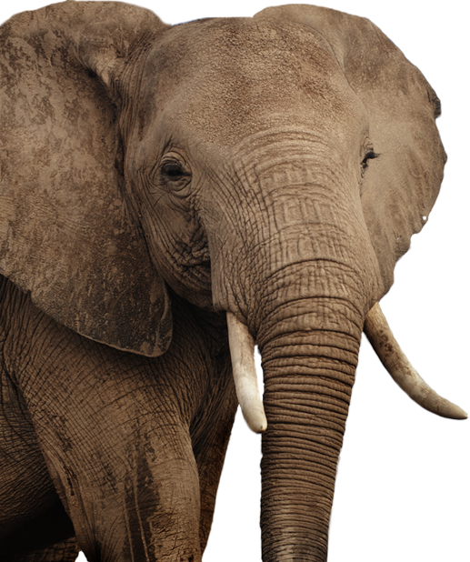 African Elephant Png - Elephant Clipart (517x618), Png Download