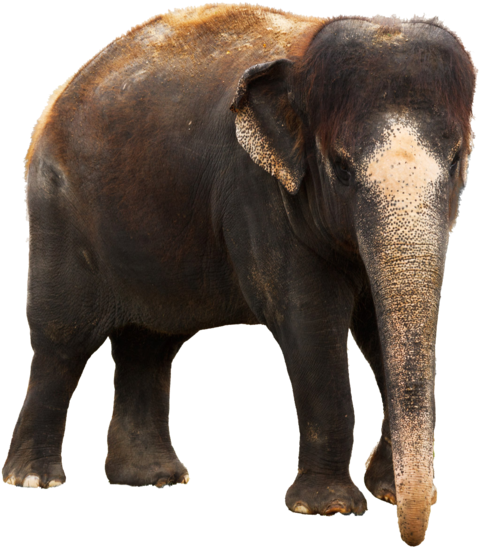 Kerala Elephant Png Clipart (600x600), Png Download