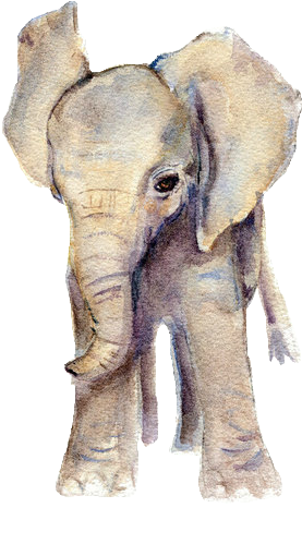 Elephant Png Tumblr - Watercolour Baby Elephant Clipart (500x625), Png Download