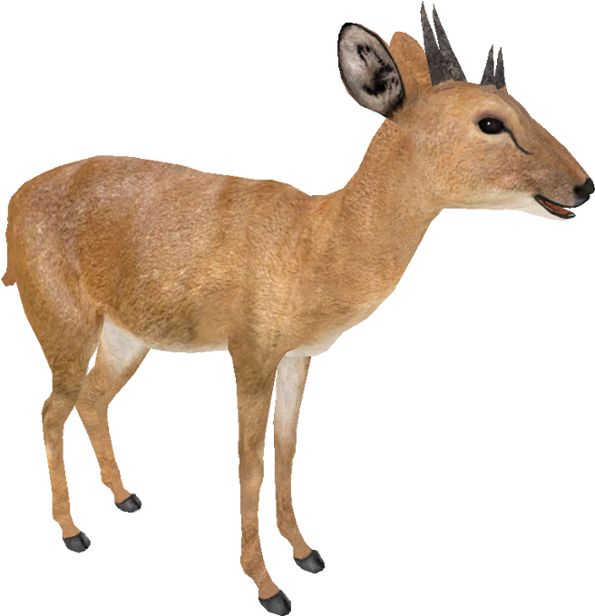 Four Horned Antelope , Png Download - Four Horned Antelope Clipart (656x679), Png Download