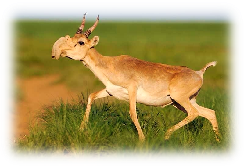 Saiga Antelope Overview - Saiga Antelope Clipart (800x544), Png Download