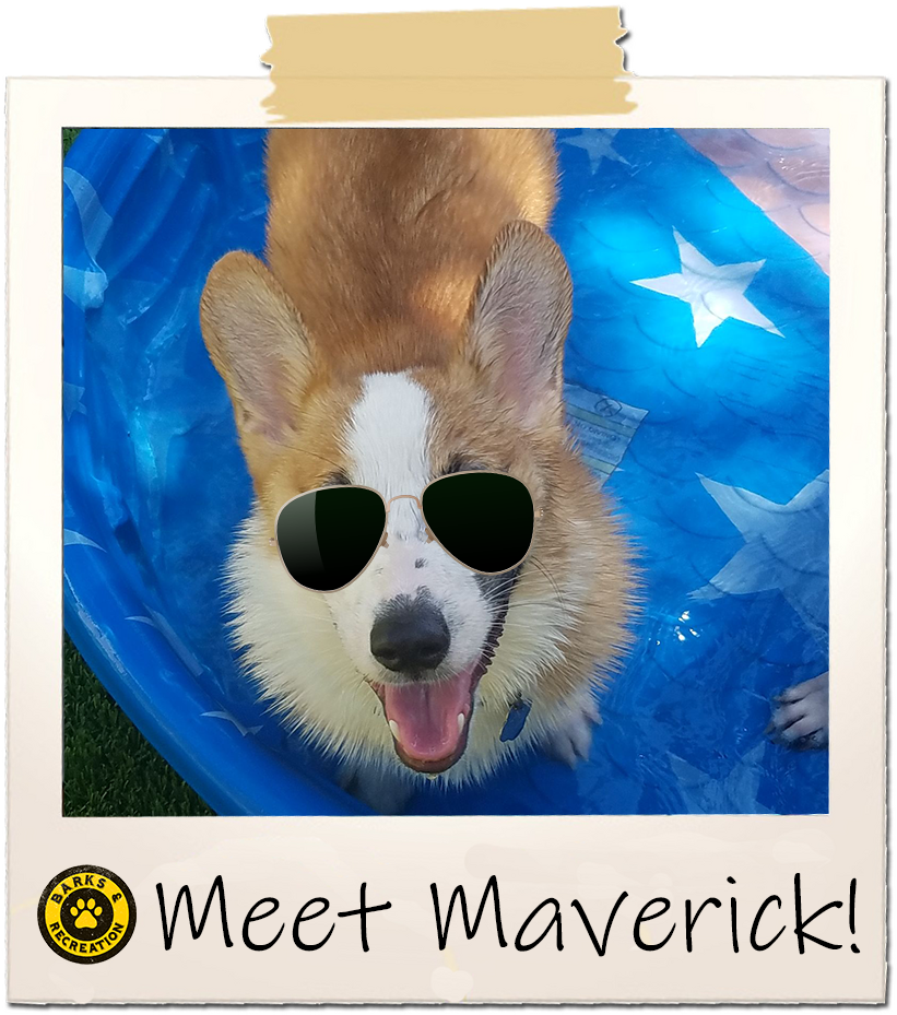 What Breed Is Maverick Did You Learn About The Breed - Fang Clipart (1024x1024), Png Download