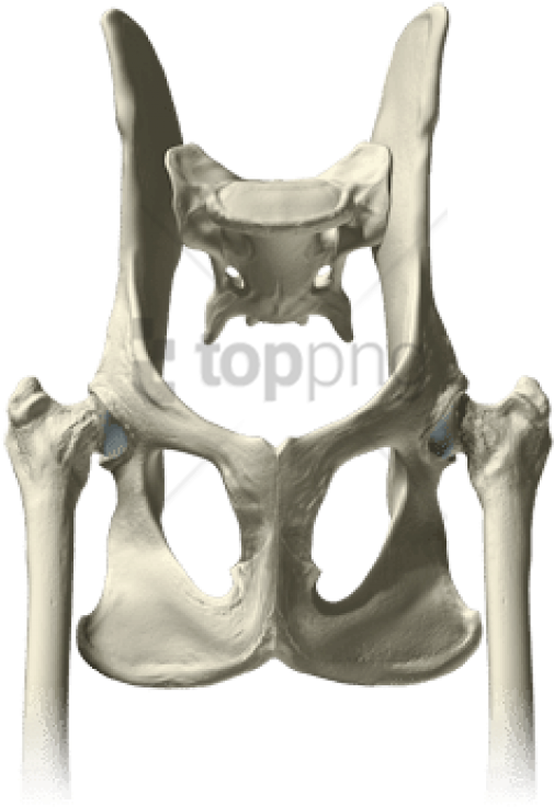 Download Pelvis Bones Png Images Background - Chair Clipart (850x806), Png Download