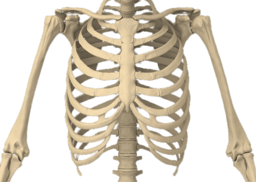 Bones Of The Body - Rib Cage Transparent Background Clipart (850x605), Png Download