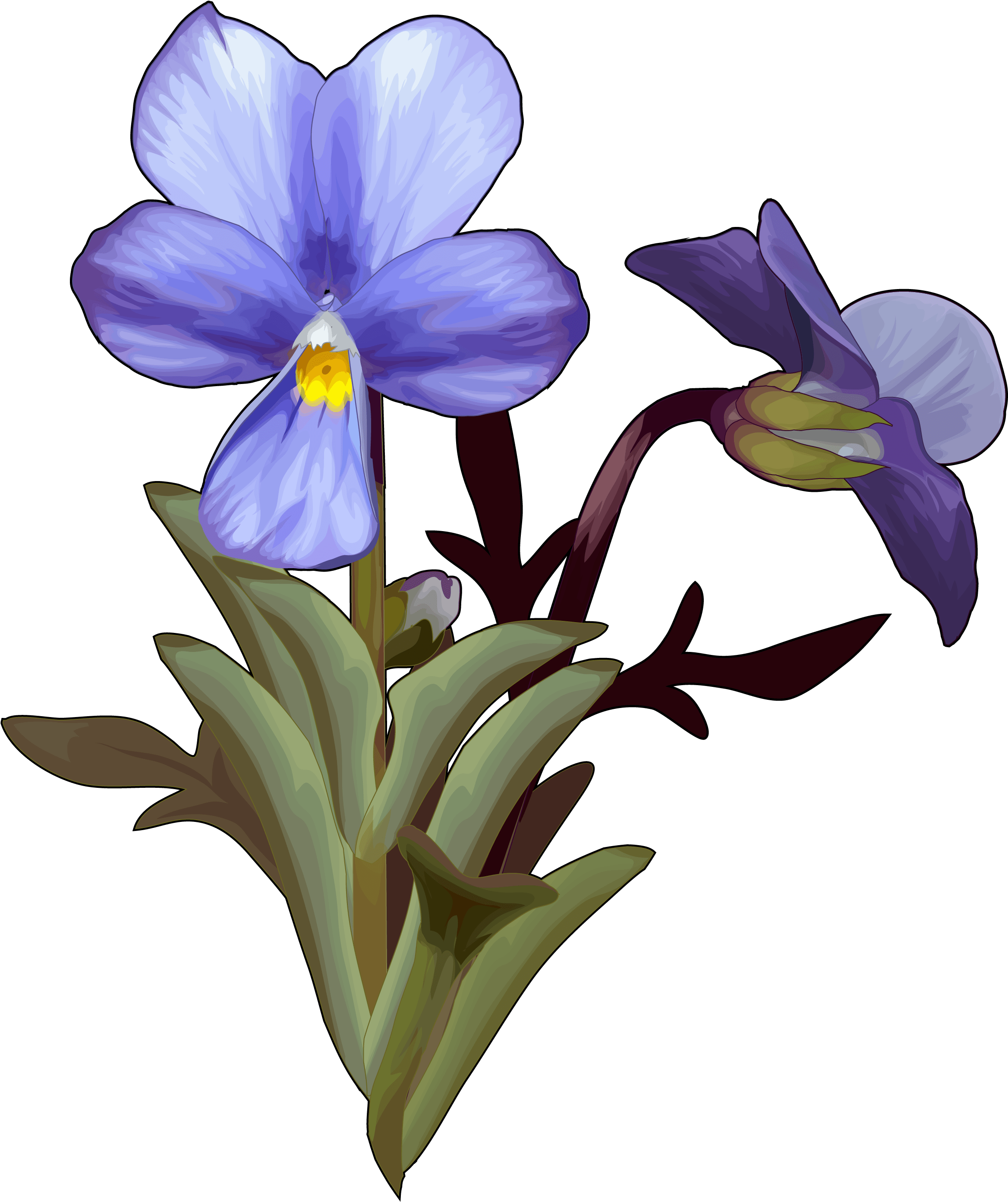 Violeta Del Teide Clipart (2480x3508), Png Download