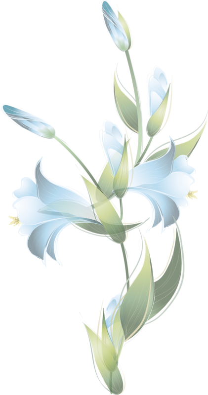 Marco De Flores Azucenas , Png Download - Hymenocallis Speciosa Clipart (421x800), Png Download