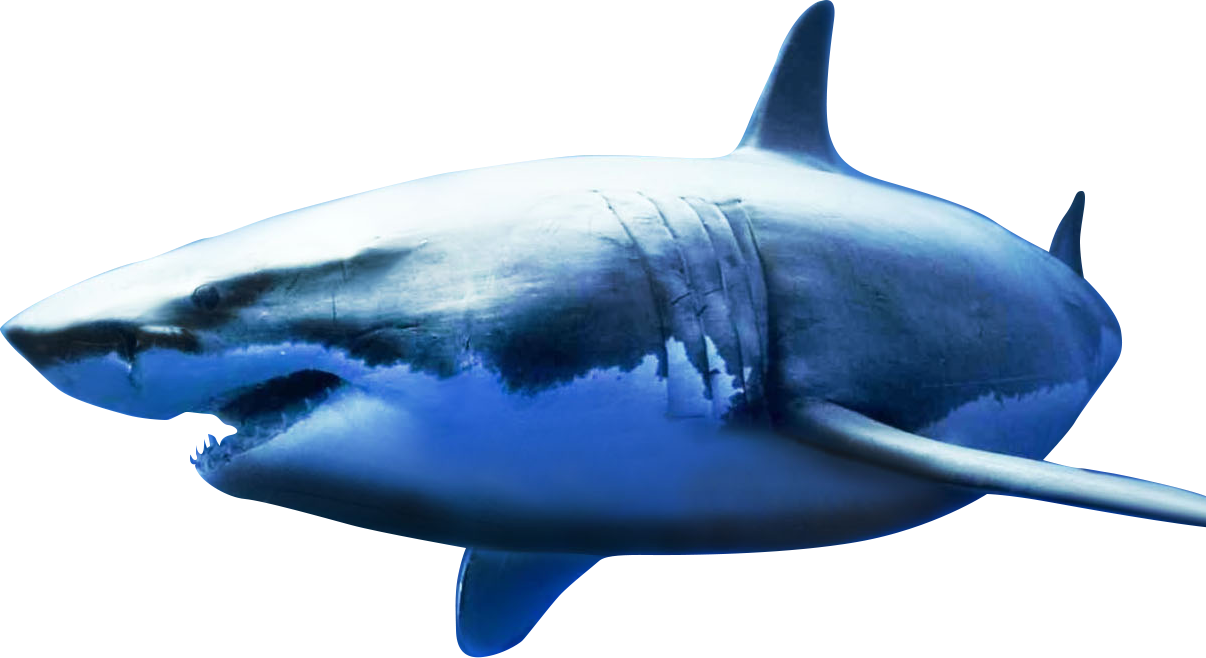 Stop The Sharks - Disney Oceans Clipart (1206x658), Png Download