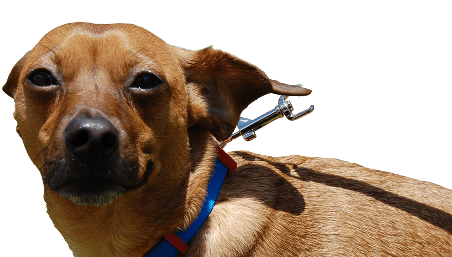 5 Star Rating 1 Review - Companion Dog Clipart (880x500), Png Download