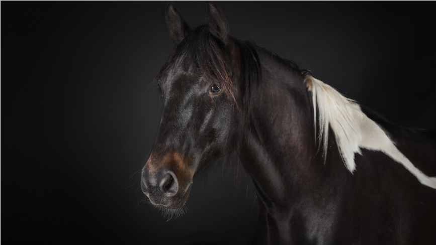 Black Horse Wallpaper - Horse Clipart (866x650), Png Download