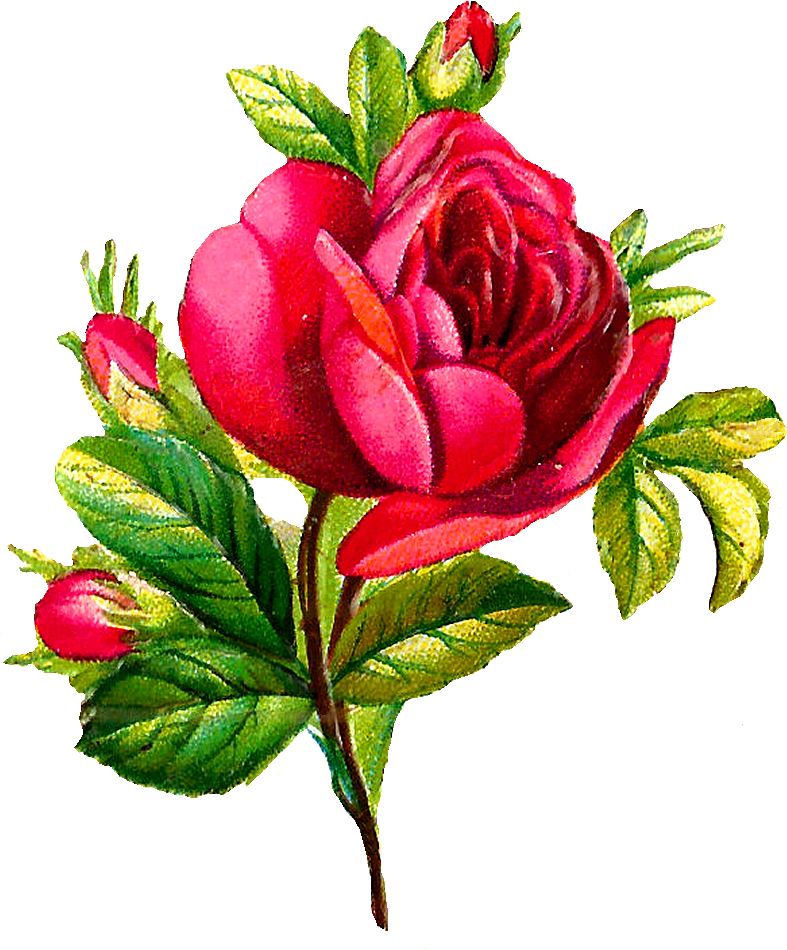 Digital Red Rose Downloads - Digital Flower Png Rose Clipart (787x950), Png Download