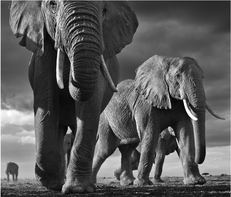 David Yarrow - Wild Encounters Clipart (1024x649), Png Download