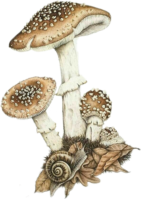 Agaric Clipart (480x674), Png Download