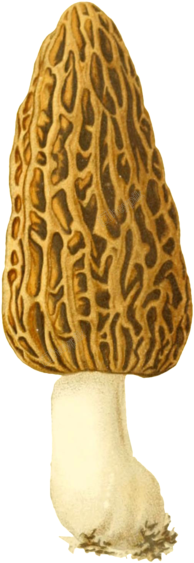 Vector Mushroom Morel - False Morel Clipart (1024x2569), Png Download