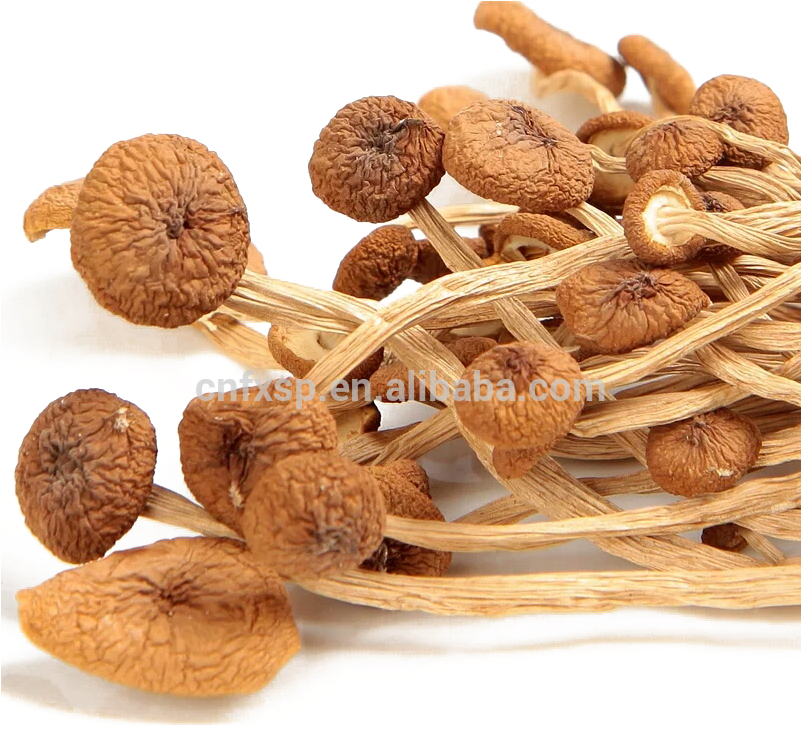 Cyclocybe Aegerita Clipart (800x800), Png Download