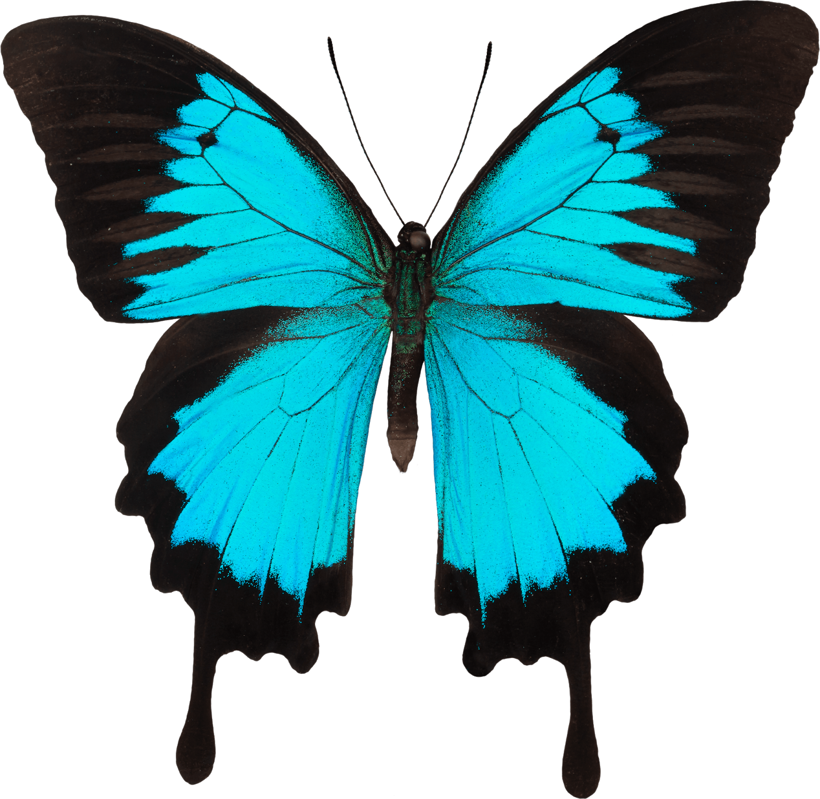 For - Blue Swallowtail Butterfly Clipart (1600x1559), Png Download