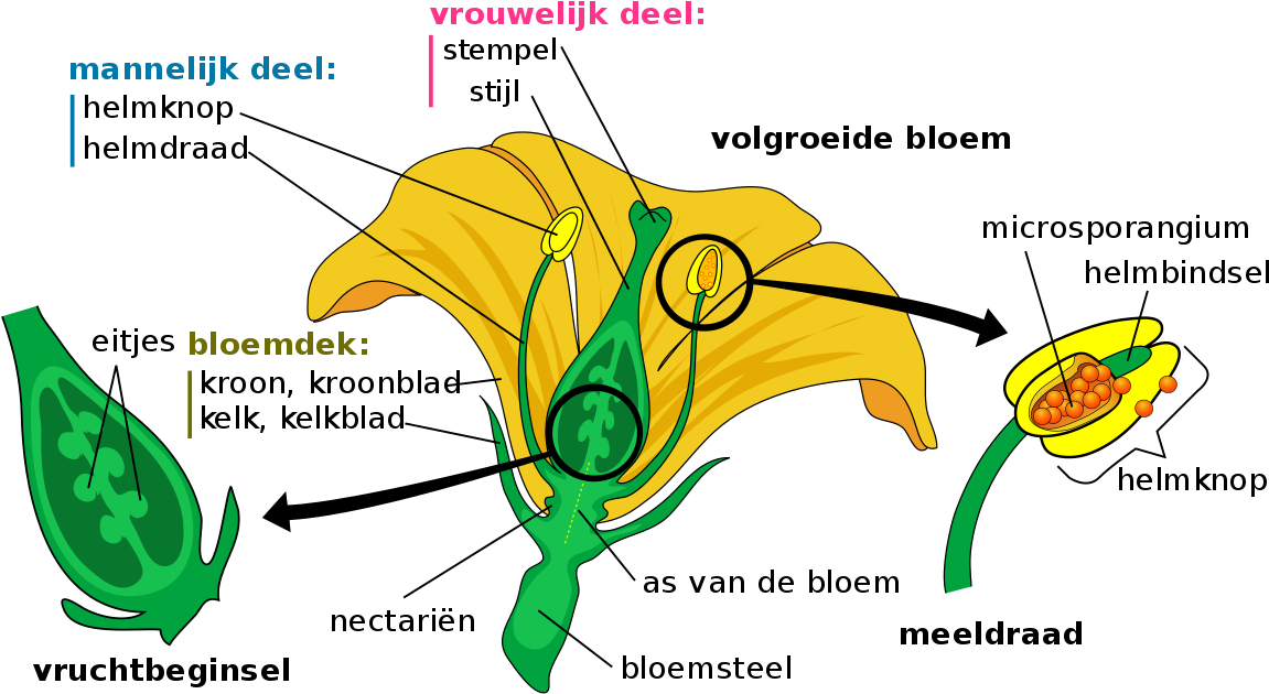 Part Of The Flower Is Responsible Clipart (1200x677), Png Download