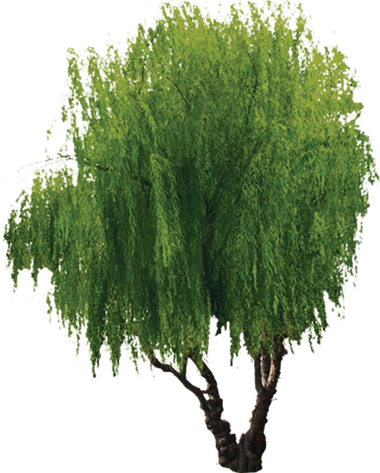 Willow Clipart (778x953), Png Download