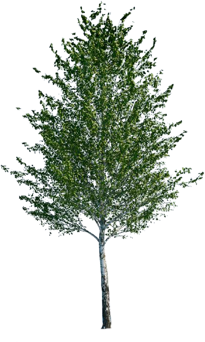 Aspen Tree Png - Ginkgo Tree Cut Out Clipart (440x724), Png Download
