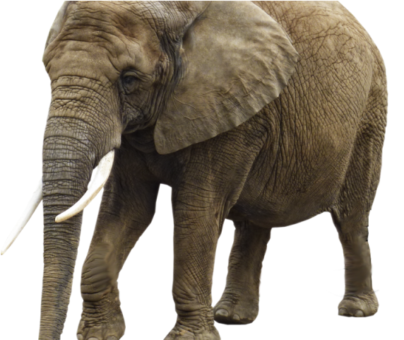 Elephant Png Transparent Images - Transparent Background Elephant Clipart (640x480), Png Download