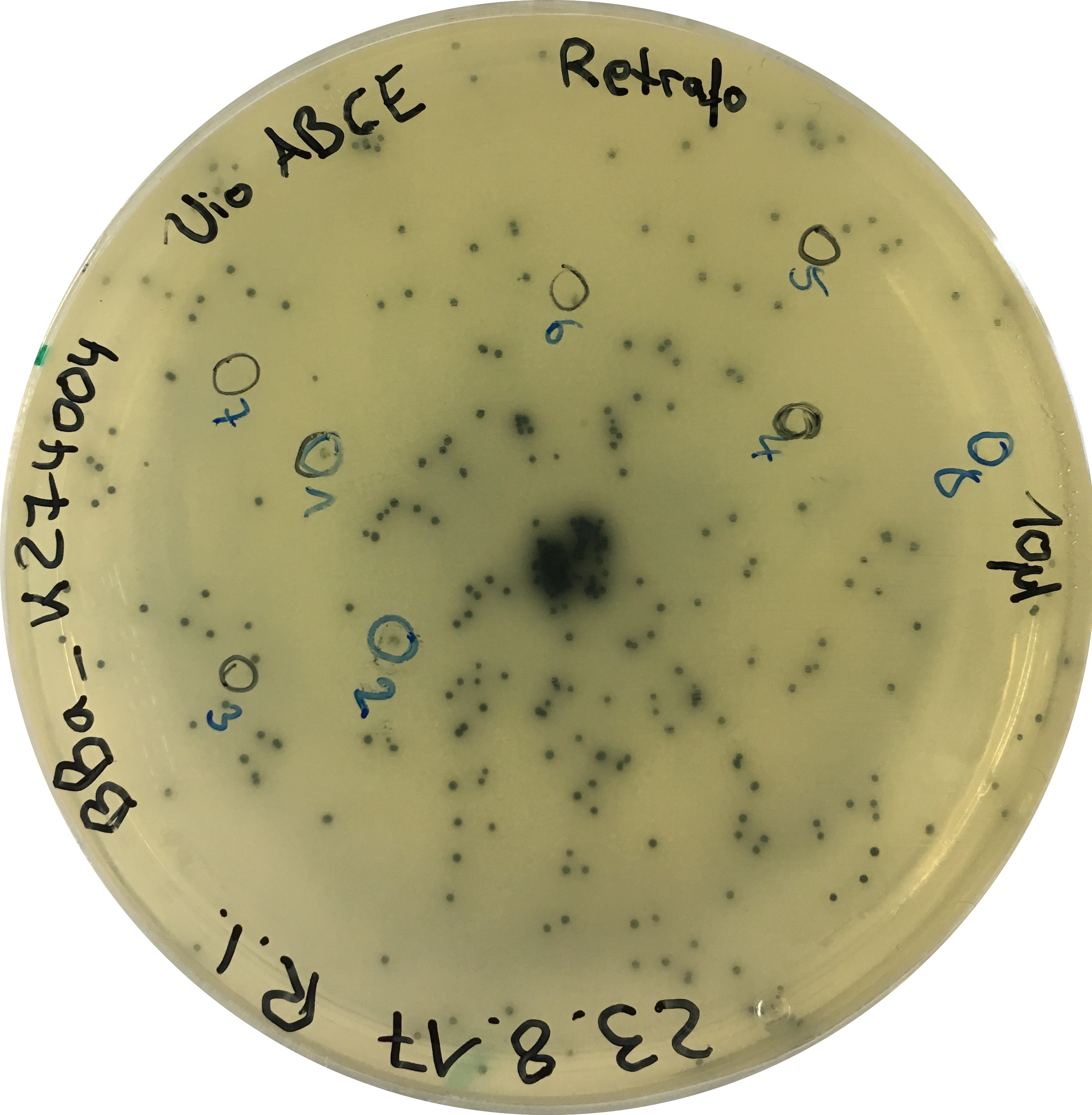 By Golden Gate Cloning The Peroxisomal Targeting Sequence - Circle Clipart (2908x2968), Png Download