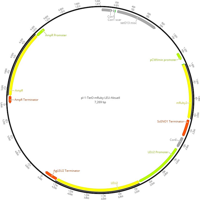 Lv1 Plasmid Containing The Sequence Coding For The - Circle Clipart (1551x874), Png Download