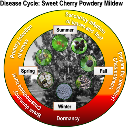 The Disease Cycle Of Sweet Cherry Powdery Mildew - Circle Clipart (537x580), Png Download