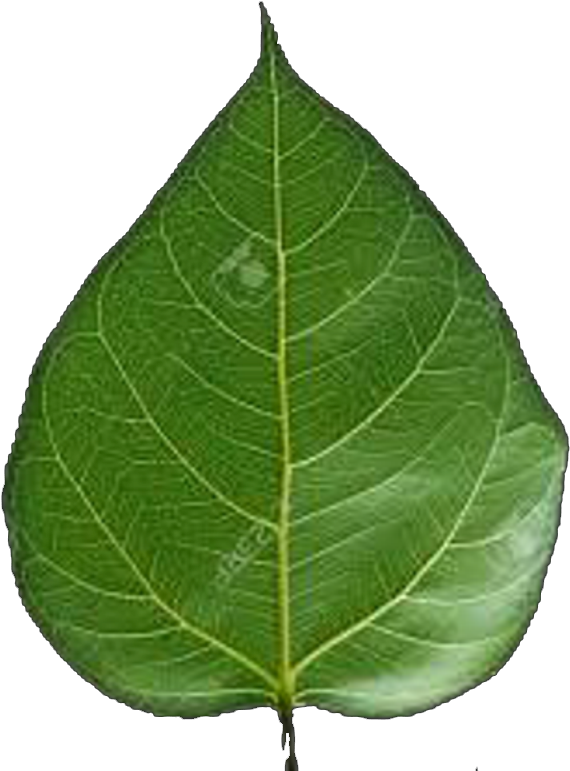 Punjiri Web And - Transparent Peepal Leaf Png Clipart (609x800), Png Download