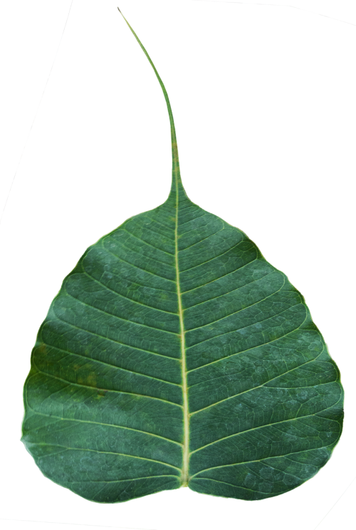 Free Photos Sacred - Bodhi Tree Leaf Png Clipart (500x743), Png Download