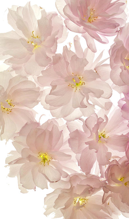 Flowers, Wallpaper, And Background Image - Pink Flowers Phone Background Clipart (442x750), Png Download
