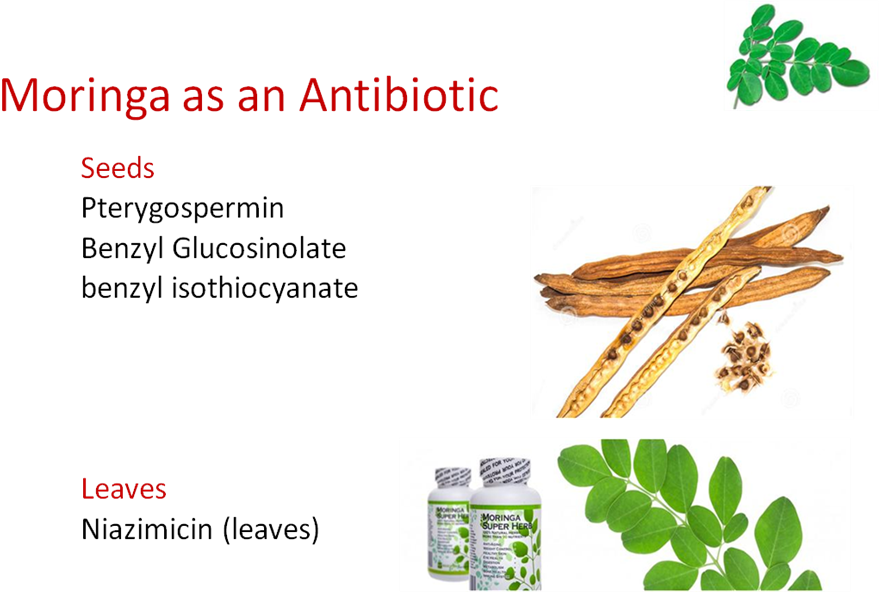 Well-being - Insect Clipart (882x592), Png Download