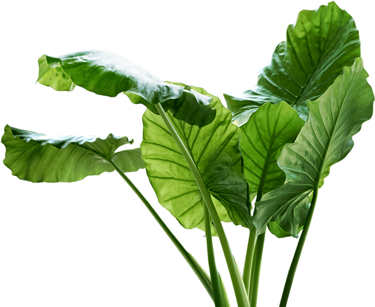 Big Leaf Plant Png , Png Download - Big Leaf Plants Png Clipart (734x602), Png Download