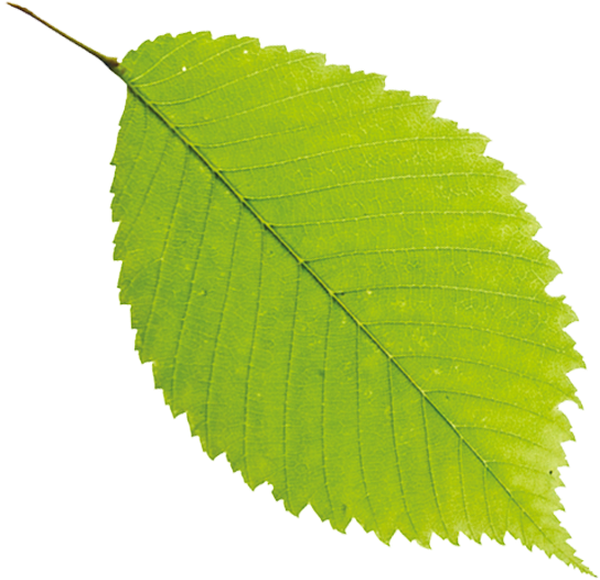 一片叶子 - 一片 叶子 Png Clipart (600x600), Png Download