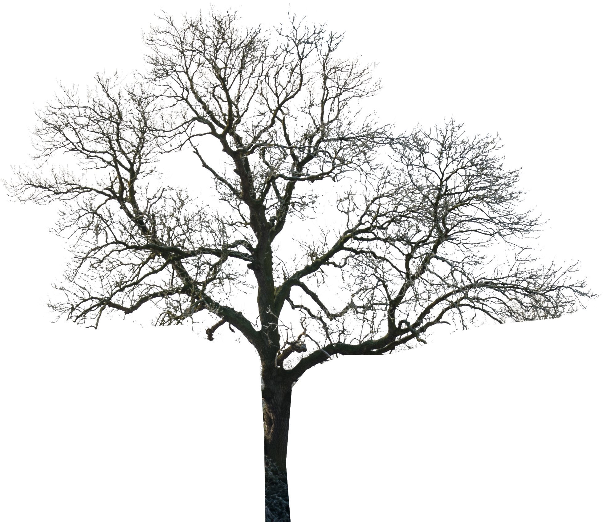 Tree - Tree Black And White Photoshop Clipart (1956x1773), Png Download