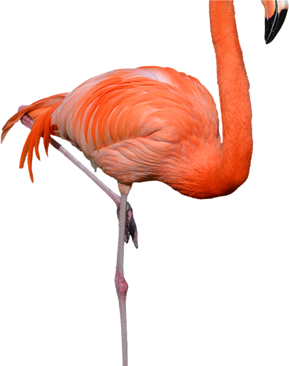Standing Flamingo Png Clipart Hd Wallpaper Download - Transparent Flamingo Free Clipart (1600x1440), Png Download