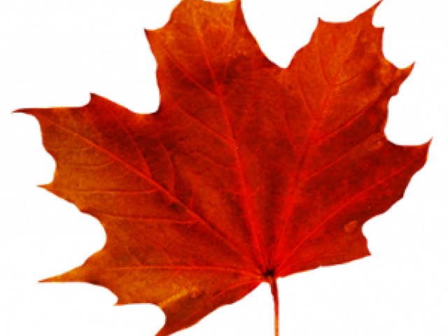 Maple Leaf Clipart Transparent Background - Leaf Png No Background (640x480), Png Download