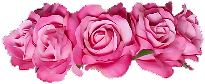 #flowercrown #rose #pink #cute #sweet #flower #spring - Garden Roses Clipart (684x362), Png Download