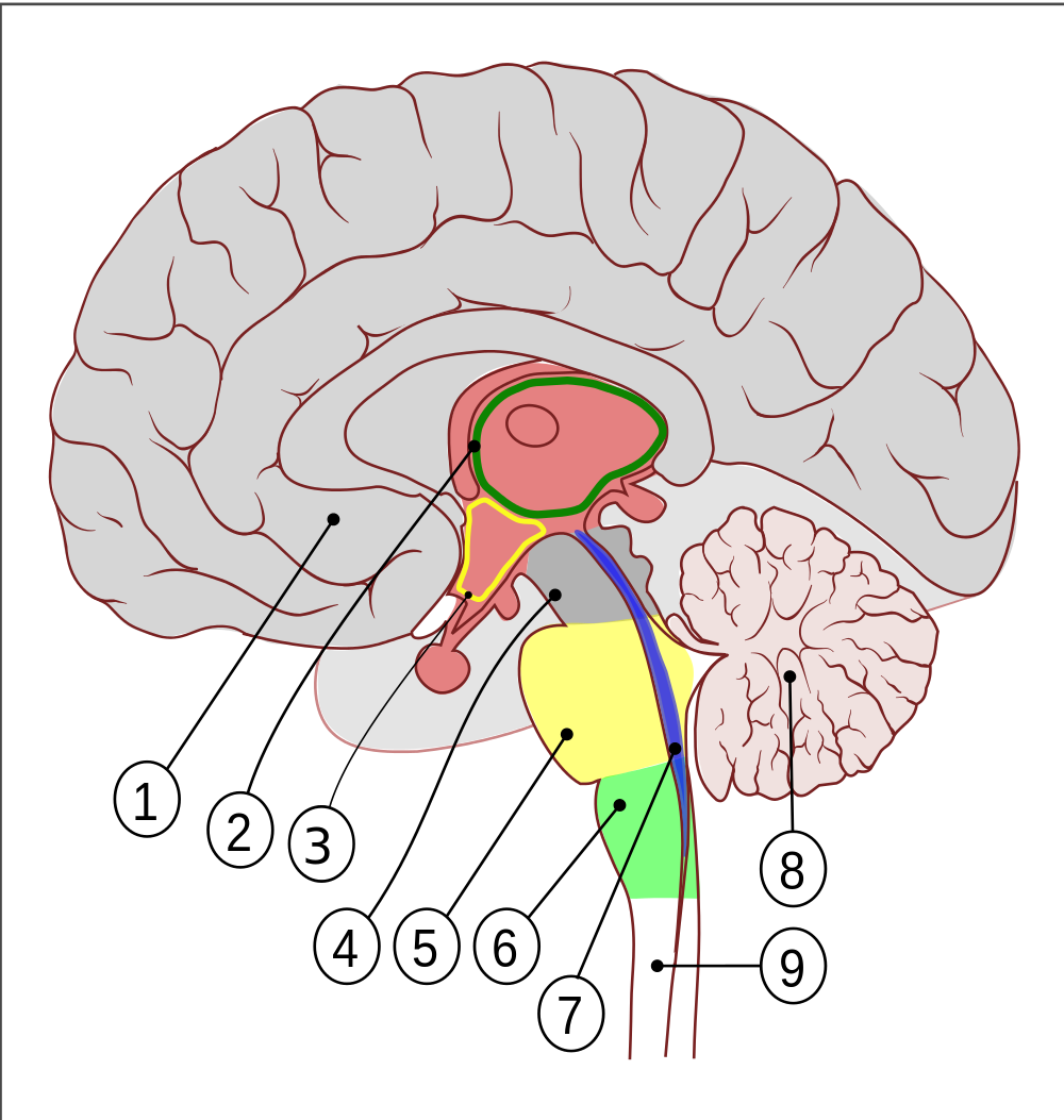 Brain Clipart File - Encephalon - Png Download (1000x1053), Png Download