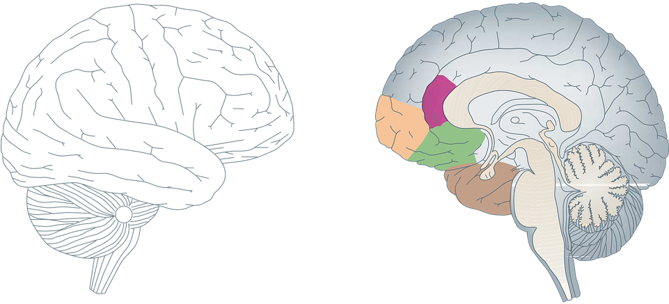 Brain Human Anatomy Medicine Cross-section Profile - Brain Cross Section Vector Clipart (960x480), Png Download