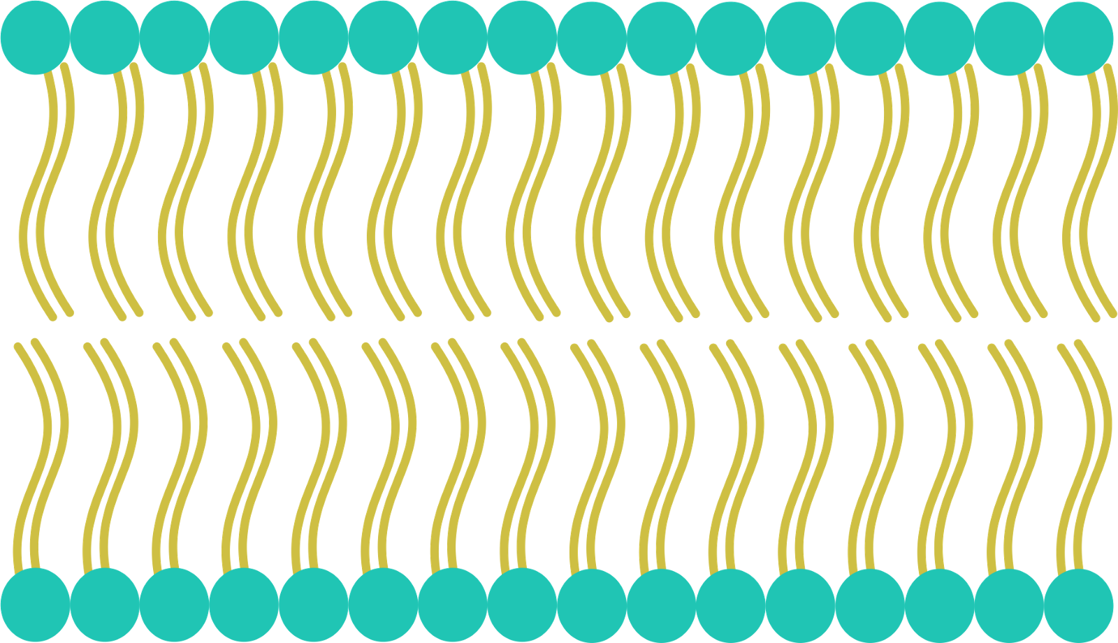 Vote Plasma Membrane For Pres - Cell Membrane Png Clipart (1600x920), Png Download