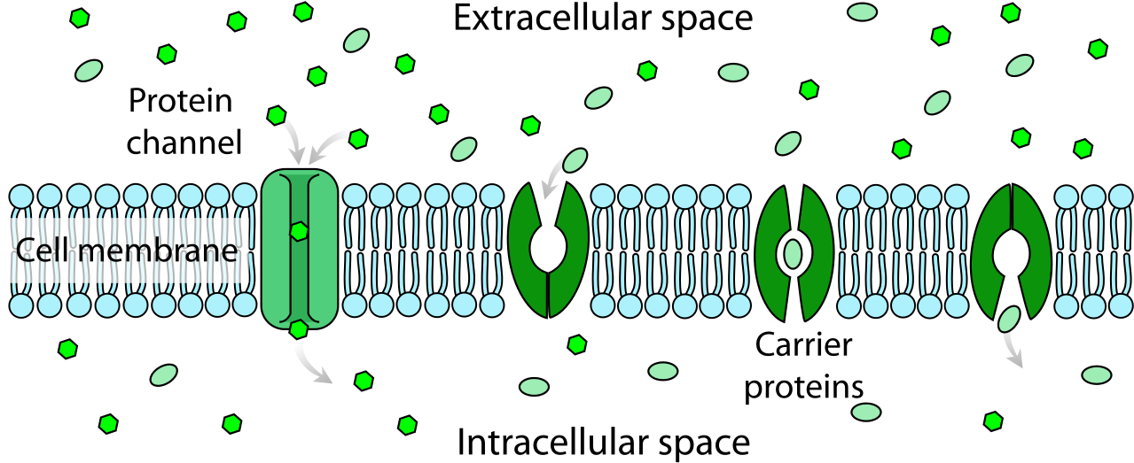Scheme Facilitated Diffusion In Cell Membrane-en - Passive And Facilitated Transport Mechanisms Clipart (1280x560), Png Download
